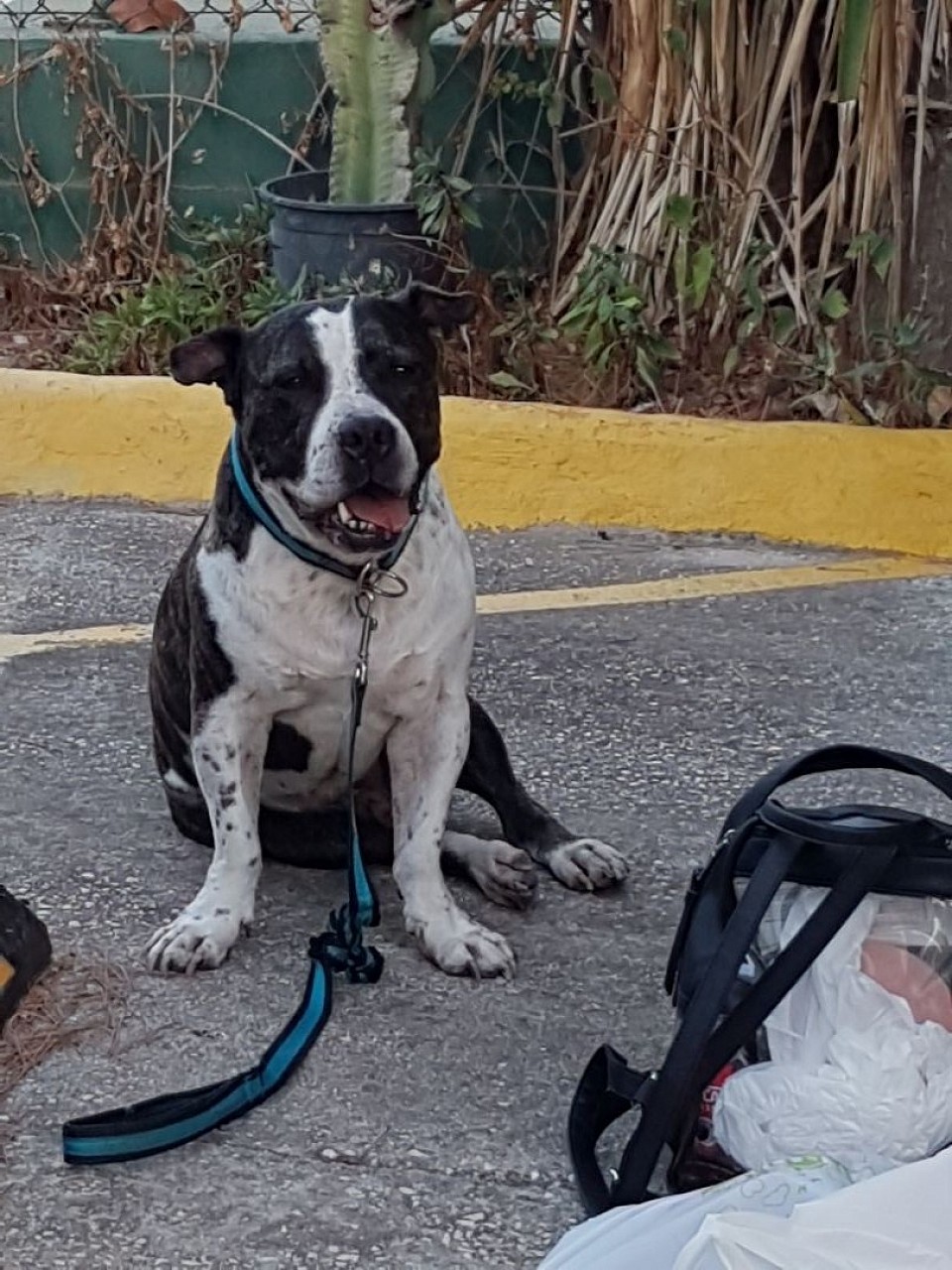 do other animals have a soul ? this dog has me